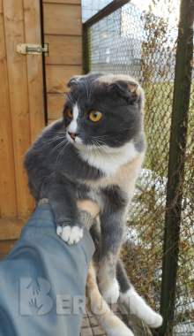 Кошка ищет дом 0