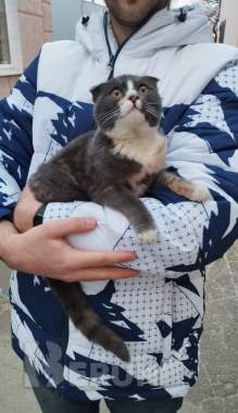 Кошка ищет дом 1