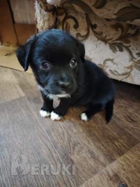 Щенок 3