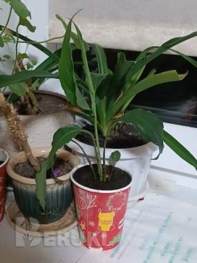 Спатифиллум цветок женское счастье белый ростки 12 0