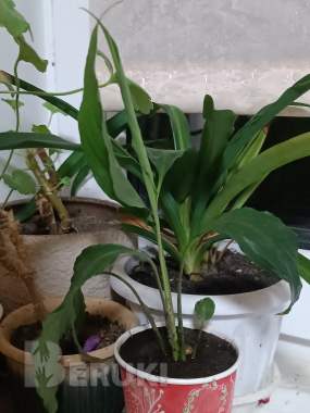 Спатифиллум цветок женское счастье белый ростки 12 1