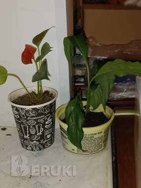 Спатифиллум цветок женское счастье белый ростки 12 2