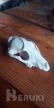 Чей черепок 0