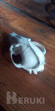 Чей черепок 1