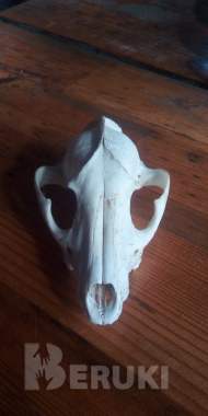 Чей черепок 2