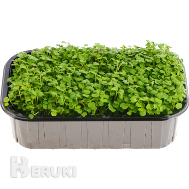 Микрозелень