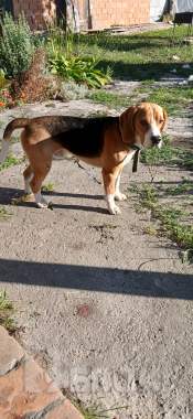 Собака бигль мальчик 0