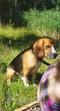 Собака бигль мальчик 1