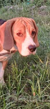 Собака бигль мальчик 2