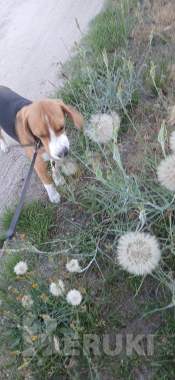 Собака бигль мальчик 3