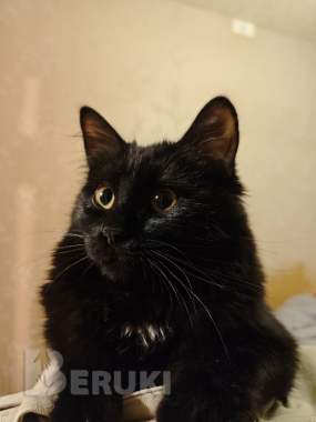 Отдам кошку в добрые руки 0