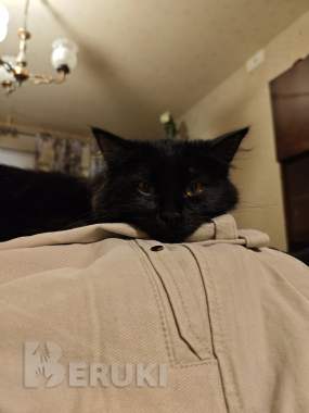 Отдам кошку в добрые руки 1