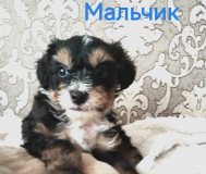 Продам щенков, китайская хохлатая (пуховка)