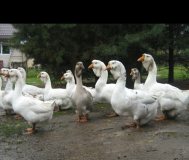 гуси холмогоры