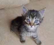 Красивая кошечка