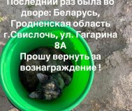 Вознаграждение Пропала кошка Сима