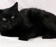Нежная кошечка ищет дом. Стерилизована