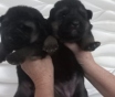 Щенки немецкой овчарки