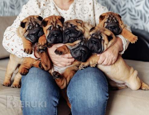 Щенки шарпея 0