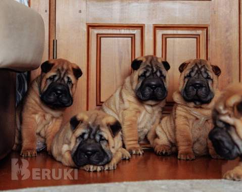 Щенки шарпея 1