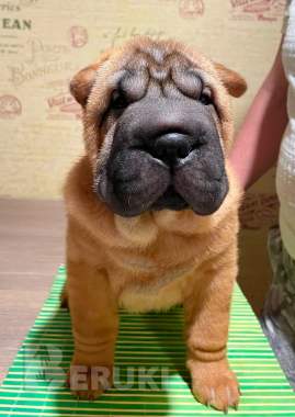 Щенки шарпея 2