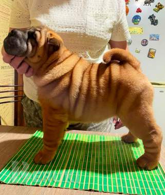 Щенки шарпея 3