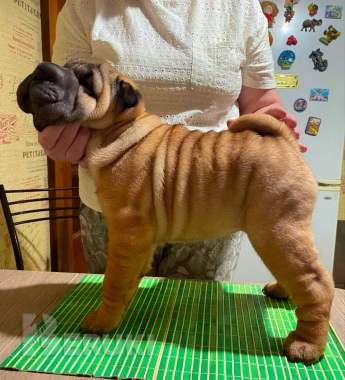 Щенки шарпея 4