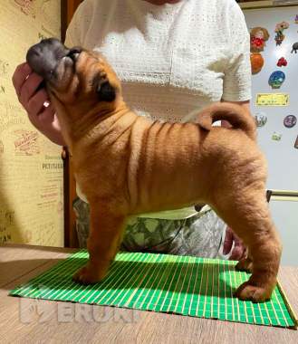 Щенки шарпея 5