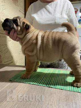 Щенки шарпея 6