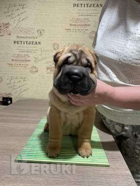 Щенки шарпея 7