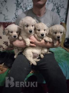 Щенки золотистого ретривера 0