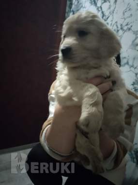 Щенки золотистого ретривера 1