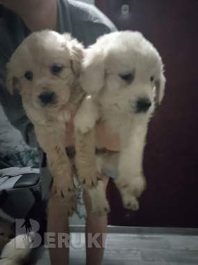 Щенки золотистого ретривера 2