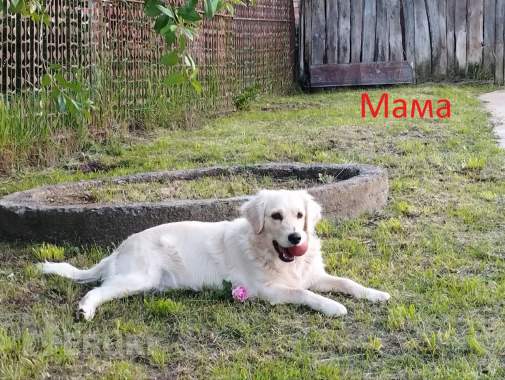 Щенки золотистого ретривера 3