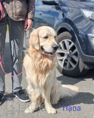 Щенки золотистого ретривера 4