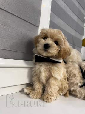 Малыши мальтипу 0