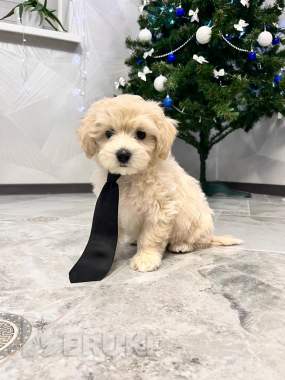 Малыши мальтипу 1