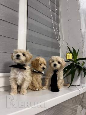 Малыши мальтипу 2