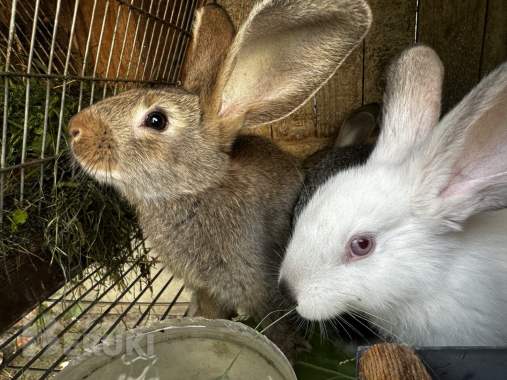 Коттедж раиса в бресте - посуточно недорого до 6 комнат группе до 20 человек. 12