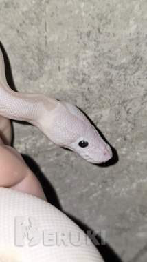 Продаётся змейка.