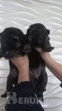 Щенки немецкой овчарки 0