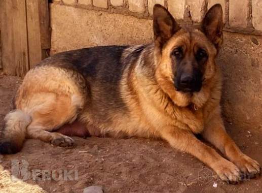 Щенки немецкой овчарки 1