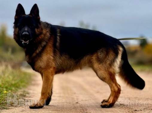 Щенки немецкой овчарки 2