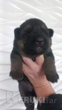 Щенки немецкой овчарки 3