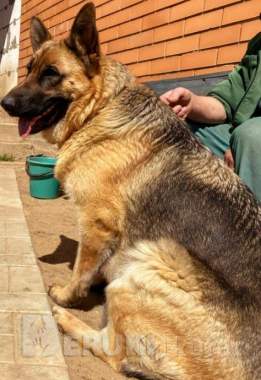 Щенки немецкой овчарки 4