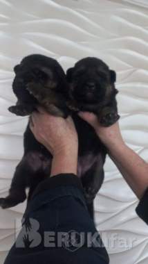 Щенки немецкой овчарки 5