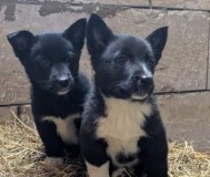 Щенки бесплатно