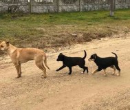 Отдам красивых щенков породы, как их мама, в добрые руки