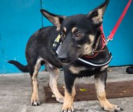 Собачка в дар.