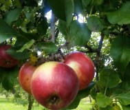 Свежее съёмное яблоко урожая 2025 года